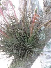 Tillandsia juncea