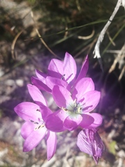 Ixia atrandra