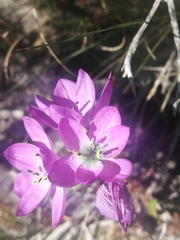 Ixia atrandra