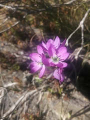 Ixia atrandra