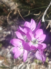 Ixia atrandra