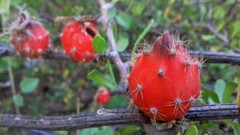 Peniocereus striatus