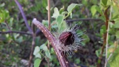 Peniocereus striatus