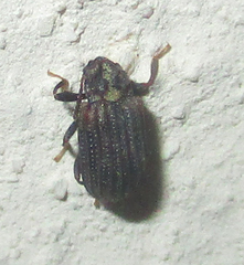 Paragonocnemis