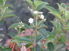 Miconia subhirsuta
