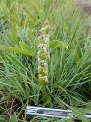 Disperis renibractea