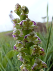 Disperis renibractea
