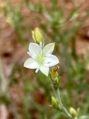 Oxygonum dregeanum