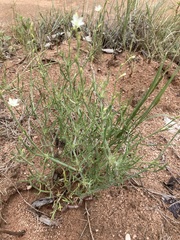 Oxygonum dregeanum