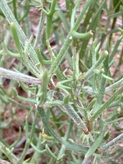 Oxygonum dregeanum