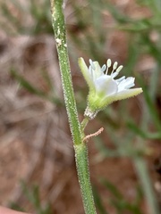 Oxygonum dregeanum