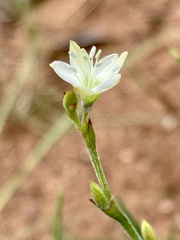 Oxygonum dregeanum