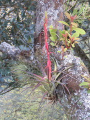 Tillandsia belloensis