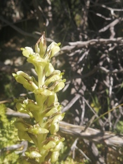 Pterygodium inversum