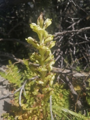 Pterygodium inversum