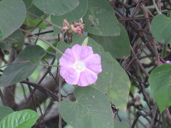 Ipomoea mairetii