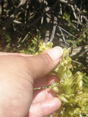 Pterygodium inversum