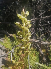 Pterygodium inversum