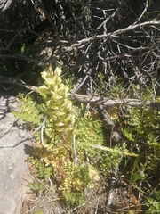 Pterygodium inversum