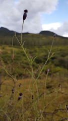 Porophyllum linaria