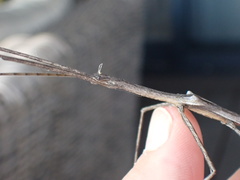 Bactrododema
