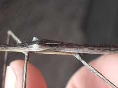Bactrododema