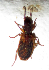 Platytarus tessellatus