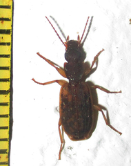 Platytarus tessellatus