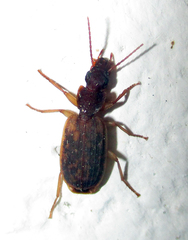 Platytarus tessellatus