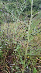 Porophyllum linaria