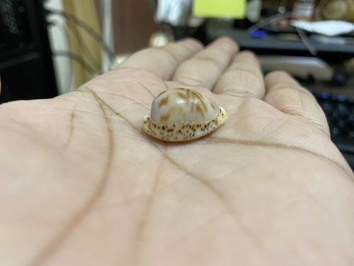Cypraea lentiginosa observed 2021-01-11