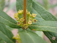 Fadogia homblei