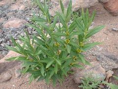 Fadogia homblei