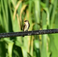 Stelgidopteryx ruficollis