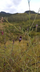 Porophyllum linaria