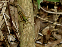Orphulella concinnula