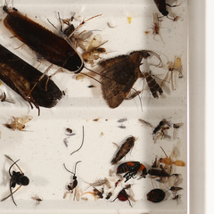 Dicranolaius bellulus