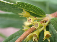 Fadogia homblei