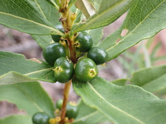 Fadogia homblei