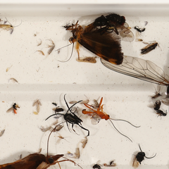 Olbonoma triptycha