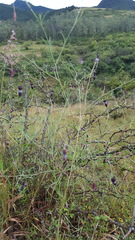 Porophyllum linaria