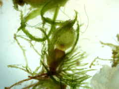 Ephemerum spinulosum