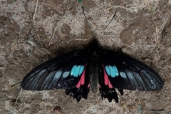 Parides neophilus