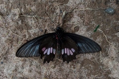 Parides neophilus