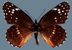 Chlosyne lacinia crocale