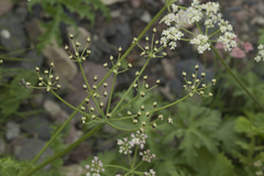 Heracleum freynianum