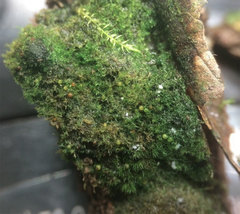 Ephemerum spinulosum