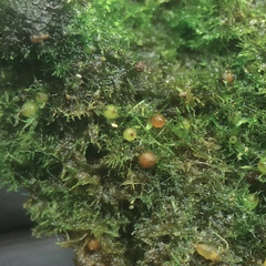 Ephemerum spinulosum