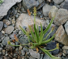 Plantago komarovii