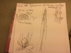 Ephemerum spinulosum